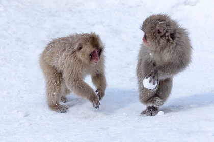 Picture of JAPAN-NAGANO YOUNG JAPANESE MACAQUES PLAY WITH A SNOWBALL