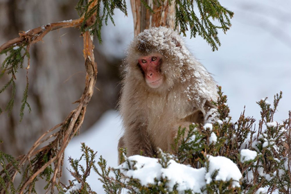 Picture of JAPAN-NAGANO AN ADULT JAPANESE SNOW MONKEY SITS IN A CEDAR TREE