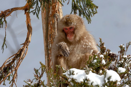 Picture of JAPAN-NAGANO AN ADULT JAPANESE SNOW MONKEY SITS IN A CEDAR TREE