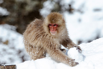 Picture of JAPAN-NAGANO A YOUNG JAPANESE MACAQUE PLAYS WITH A SNOWBALL