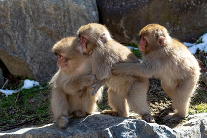 Picture of JAPAN-NAGANO THREE BABY SNOW MONKEYS HOLD ON TO EACH OTHER FOR COMFORT