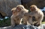Picture of JAPAN-NAGANO THREE BABY SNOW MONKEYS HOLD ON TO EACH OTHER FOR COMFORT