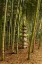 Picture of A TALL PAGODA STATUE IN THE CENTER OF A TALL BAMBOO GROVE-AKEBONOYAMA PARK-JAPAN
