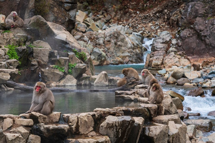 Picture of JAPANESE SNOW MONKEYS-MACAQUES-SITTING AROUND THE HOT SPRINGS OF JIGOKUDANI PARK