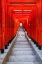 Picture of FAMOUS TORII-OR GATES OF THE ENTRANCE TO THE HIE SHRINE IN TOKYO-JAPAN