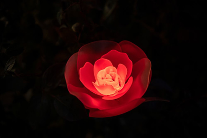 Picture of A RED ILLUMINATED ROSE AT NIGHT IN A FLOWER GARDEN IN JAPAN