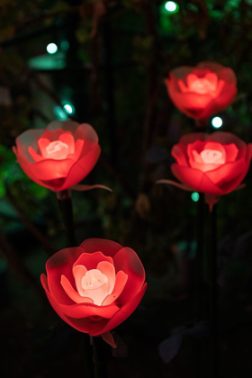 Picture of ILLUMINATED RED ROSES OF THE ASHIKAGA FLOWER PARK-JAPAN-AT NIGHT IN WINTER