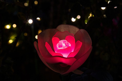 Picture of AN ILLUMINATED RED ROSE