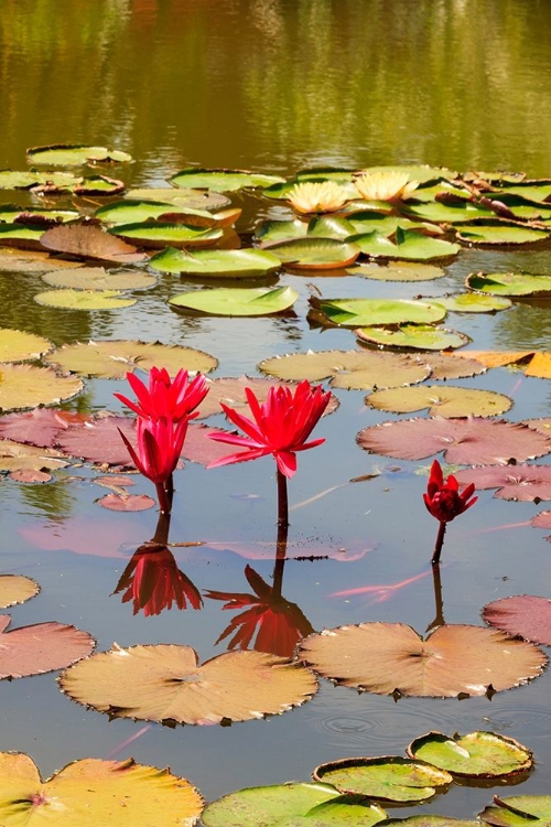 Picture of THAILAND ROYAL PARK RATCHAPHRUEK WATER LILIES