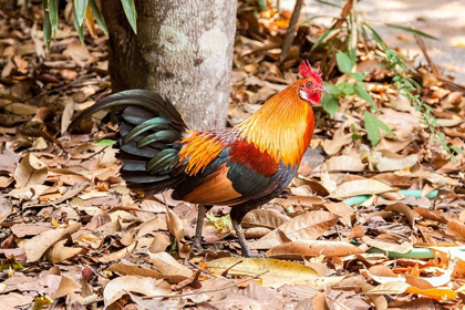 Picture of THAILAND-NONG KHAI PROVINCE ROOSTER