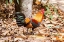 Picture of THAILAND-NONG KHAI PROVINCE ROOSTER