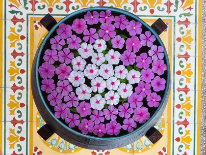 Picture of ASIA-VIETNAM-MUI NE PINK AND WHITE FLOWERS FLOATING ON WATER IN A LARGE POT