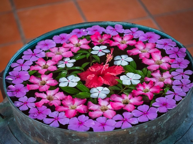 Picture of ASIA-VIETNAM-MUI NE RED-WHITE-PINK-AND PURPLE FLOWERS FLOATING IN A BOWL OF WATER