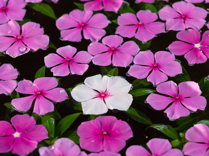 Picture of ASIA-VIETNAM-MUI NE PINK AND WHITE FLOWERS FLOATING ON WATER