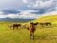 Picture of HORSES FOR THE PRODUCTION OF MILK-KUMYS AND MEAT A TYPICAL FARM ON THE SUUSAMYR PLAIN-A HIGH VALLEY