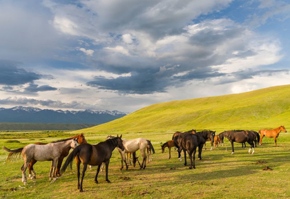 Picture of HORSES FOR THE PRODUCTION OF MILK-KUMYS AND MEAT A TYPICAL FARM ON THE SUUSAMYR PLAIN