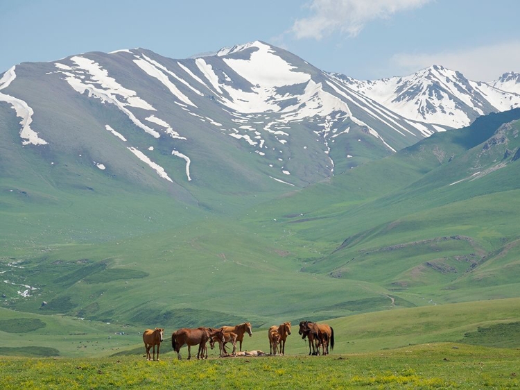 Picture of HORSES ON SUMMER PASTURE THE SUUSAMYR PLAIN-A HIGH VALLEY IN TIEN SHAN MOUNTAINS-KYRGYZSTAN