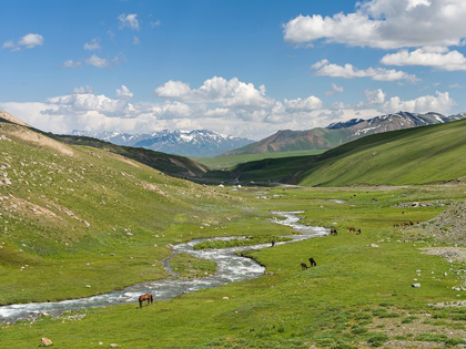 Picture of HORSES ON SUMMER PASTURE THE SUUSAMYR PLAIN-A HIGH VALLEY IN TIEN SHAN MOUNTAINS-KYRGYZSTAN