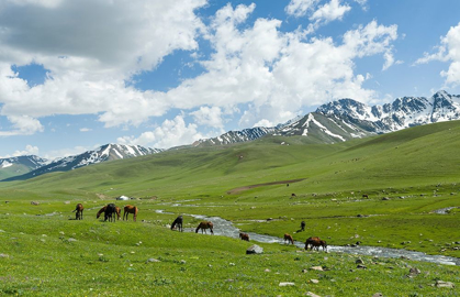 Picture of HORSES ON SUMMER PASTURE THE SUUSAMYR PLAIN-A HIGH VALLEY IN TIEN SHAN MOUNTAINS-KYRGYZSTAN