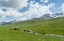 Picture of HORSES ON SUMMER PASTURE THE SUUSAMYR PLAIN-A HIGH VALLEY IN TIEN SHAN MOUNTAINS-KYRGYZSTAN