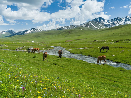 Picture of HORSES ON SUMMER PASTURE THE SUUSAMYR PLAIN-A HIGH VALLEY IN TIEN SHAN MOUNTAINS-KYRGYZSTAN