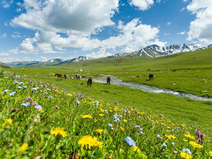 Picture of HORSES ON SUMMER PASTURE THE SUUSAMYR PLAIN-A HIGH VALLEY IN TIEN SHAN MOUNTAINS-KYRGYZSTAN