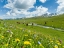 Picture of HORSES ON SUMMER PASTURE THE SUUSAMYR PLAIN-A HIGH VALLEY IN TIEN SHAN MOUNTAINS-KYRGYZSTAN