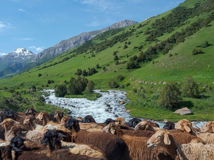 Picture of SHEEP DRIVE TO THEIR HIGH ALTITUDE SUMMER PASTURE NATIONAL PARK BESCH TASCH