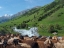 Picture of SHEEP DRIVE TO THEIR HIGH ALTITUDE SUMMER PASTURE NATIONAL PARK BESCH TASCH