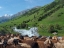 Picture of SHEEP DRIVE TO THEIR HIGH ALTITUDE SUMMER PASTURE NATIONAL PARK BESCH TASCH