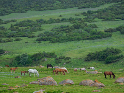 Picture of HORSES ON THEIR SUMMER PASTURE NATIONAL PARK BESCH TASCH IN THE TALAS ALATOO MOUNTAIN RANGE