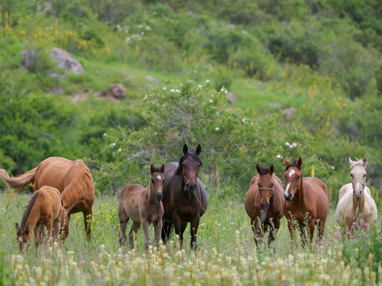 Picture of HORSES ON THEIR SUMMER PASTURE NATIONAL PARK BESCH TASCH IN THE TALAS ALATOO MOUNTAIN RANGE