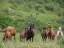 Picture of HORSES ON THEIR SUMMER PASTURE NATIONAL PARK BESCH TASCH IN THE TALAS ALATOO MOUNTAIN RANGE