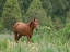 Picture of HORSES ON THEIR SUMMER PASTURE NATIONAL PARK BESCH TASCH IN THE TALAS ALATOO MOUNTAIN RANGE