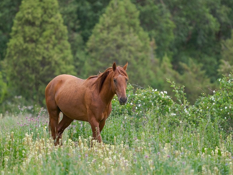 Picture of HORSES ON THEIR SUMMER PASTURE NATIONAL PARK BESCH TASCH IN THE TALAS ALATOO MOUNTAIN RANGE