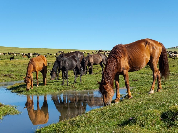 Picture of HORSES ON THEIR MOUNTAIN PASTURE AT LAKE SONG KOL 