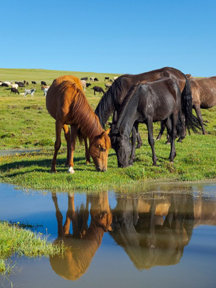 Picture of HORSES ON THEIR MOUNTAIN PASTURE AT LAKE SONG KOL 