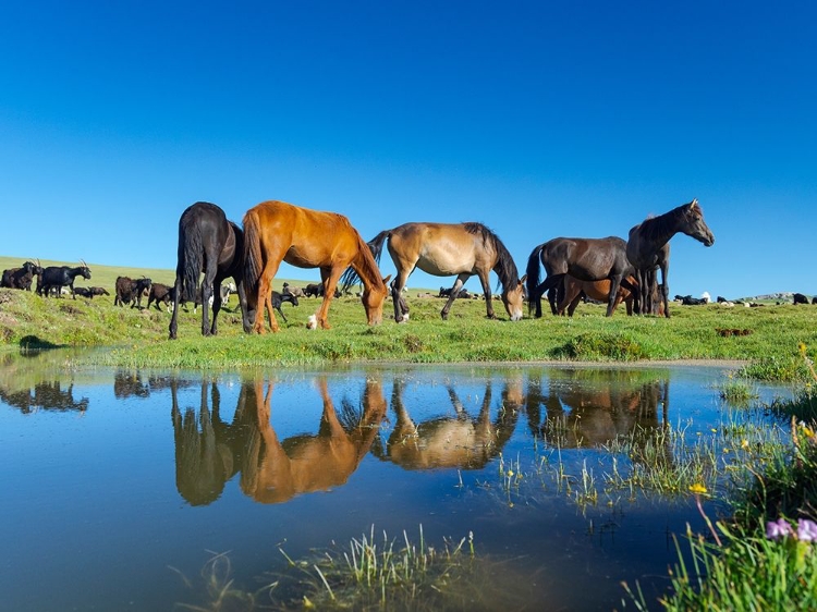 Picture of HORSES ON THEIR MOUNTAIN PASTURE AT LAKE SONG KOL 