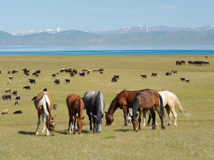 Picture of HORSES ON THEIR MOUNTAIN PASTURE AT LAKE SONG KOL 