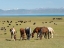 Picture of HORSES ON THEIR MOUNTAIN PASTURE AT LAKE SONG KOL 