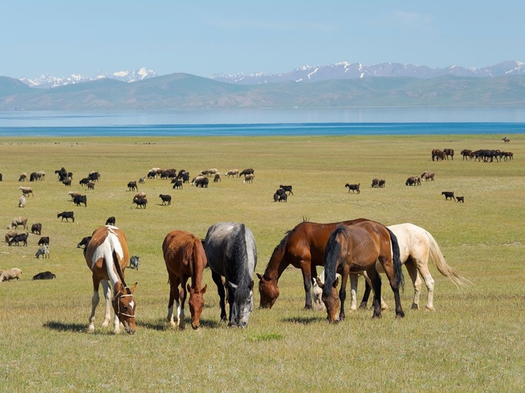Picture of HORSES ON THEIR MOUNTAIN PASTURE AT LAKE SONG KOL 