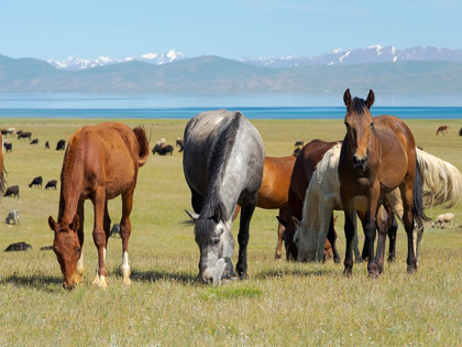 Picture of HORSES ON THEIR MOUNTAIN PASTURE AT LAKE SONG KOL 