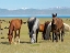 Picture of HORSES ON THEIR MOUNTAIN PASTURE AT LAKE SONG KOL 
