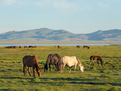 Picture of HORSES ON THEIR MOUNTAIN PASTURE AT LAKE SONG KOL 