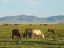 Picture of HORSES ON THEIR MOUNTAIN PASTURE AT LAKE SONG KOL 