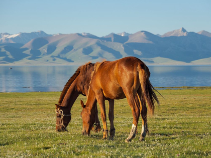 Picture of HORSES ON THEIR MOUNTAIN PASTURE AT LAKE SONG KOL 