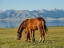 Picture of HORSES ON THEIR MOUNTAIN PASTURE AT LAKE SONG KOL 