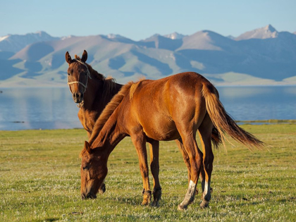 Picture of HORSES ON THEIR MOUNTAIN PASTURE AT LAKE SONG KOL 