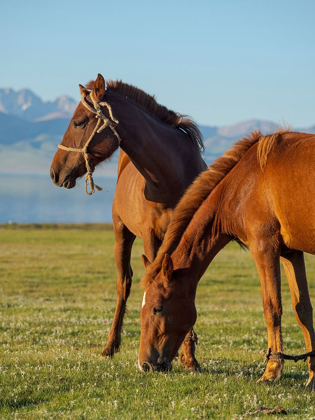 Picture of HORSES ON THEIR MOUNTAIN PASTURE AT LAKE SONG KOL 