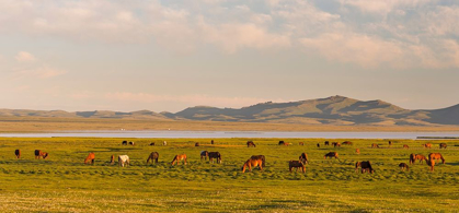 Picture of HORSES ON THEIR MOUNTAIN PASTURE AT LAKE SONG KOL 